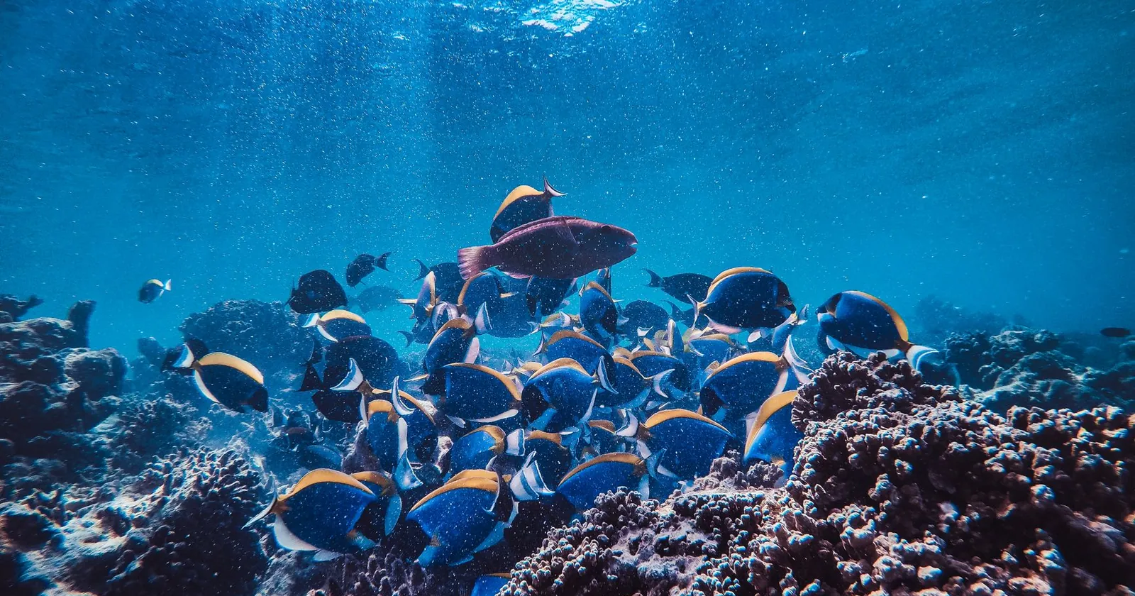 School of fish over a reef, diving in Amed, Bali