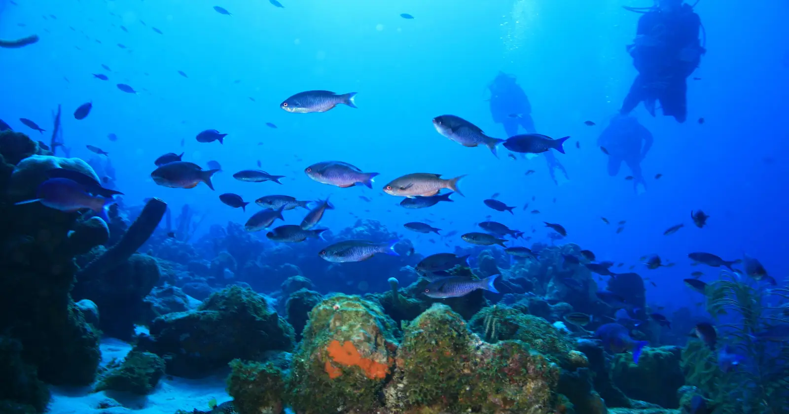 Divers descending over a Caribbean reef with schooling fish