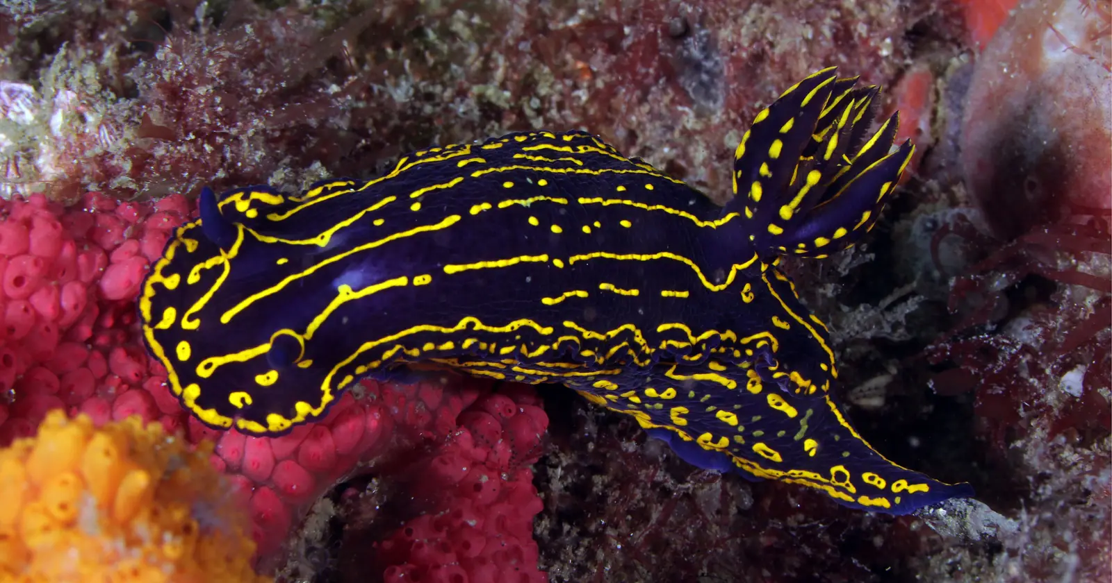 Brightly patterned nudibranch on a reef, a classic macro subject