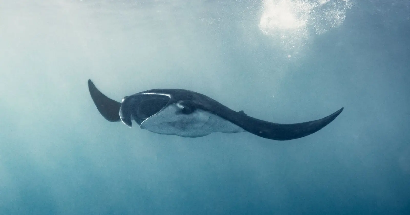 Best manta ray spots