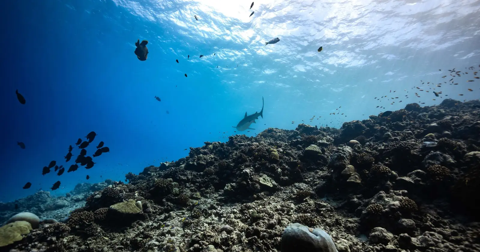 Reef shark cruising over a coral reef in clear water