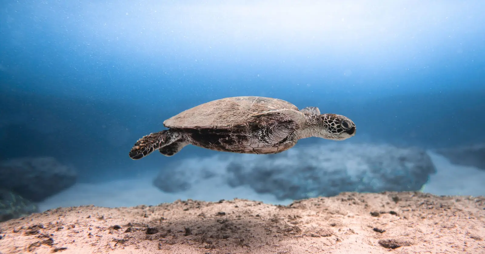 Best turtle spots