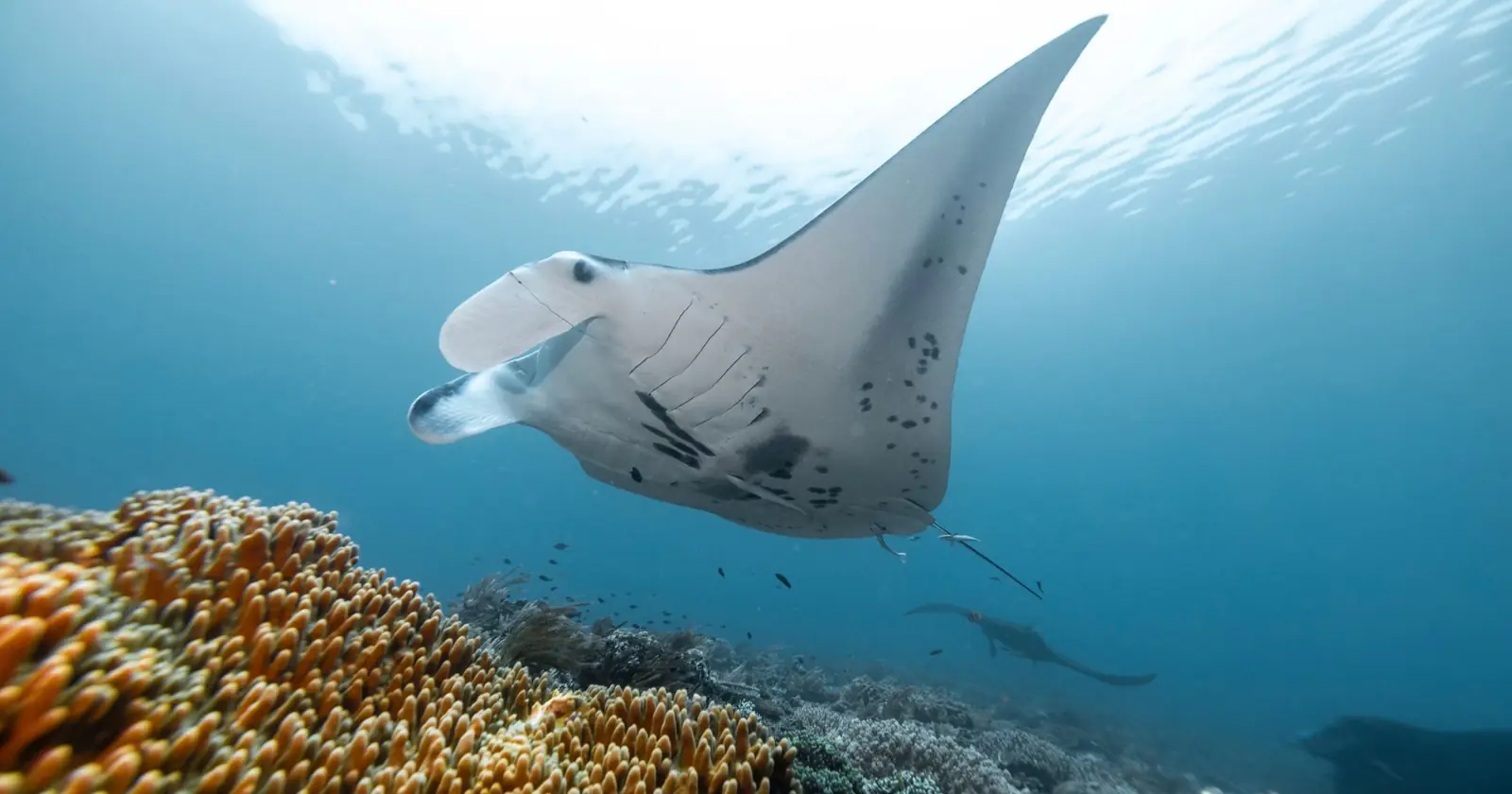 A majestic manta ray swims gracefully above a vibrant coral