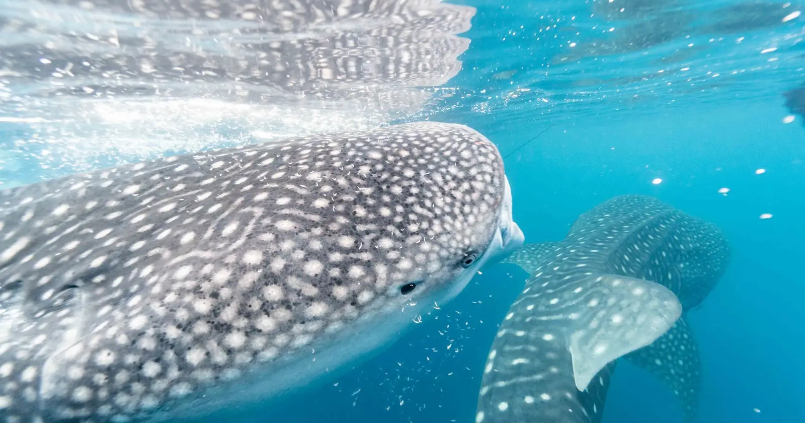 Whale sharks gracefully swimming underwater, showcasing mari