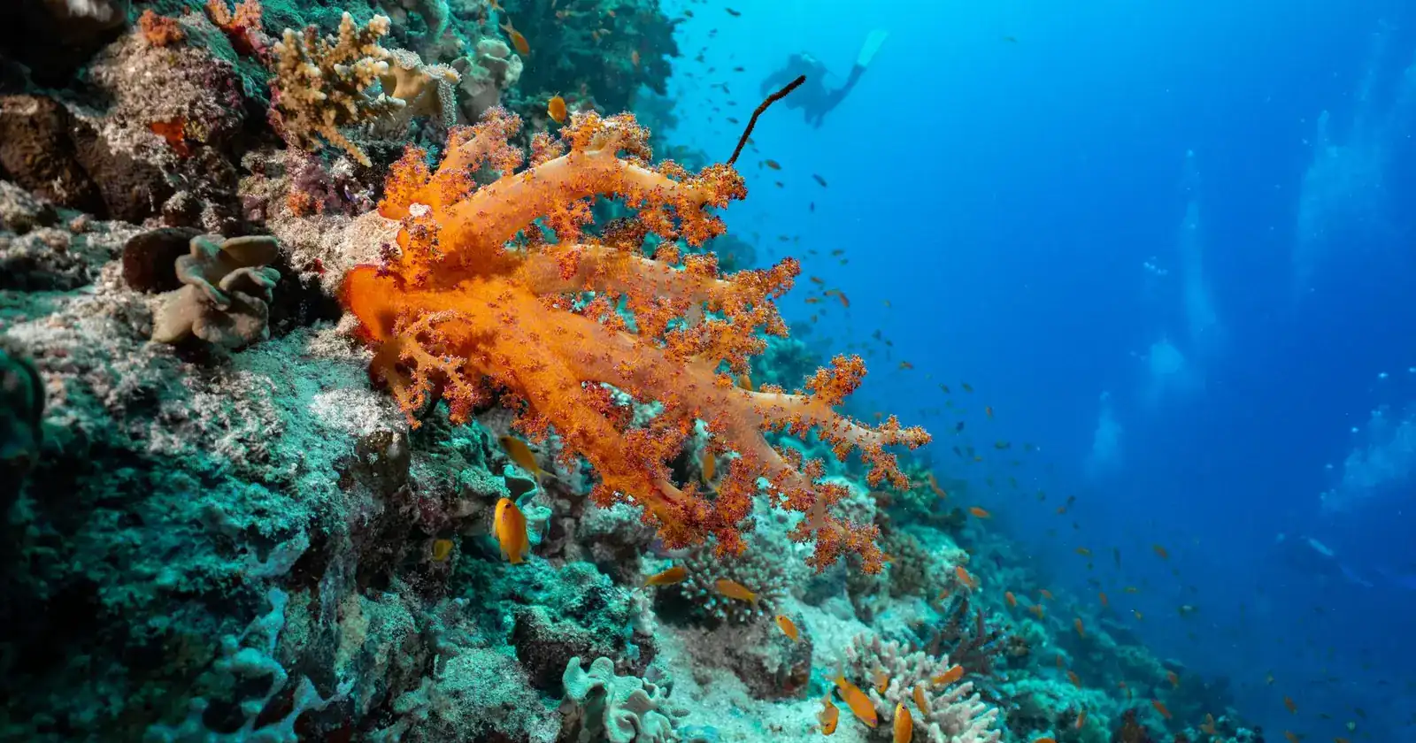 Colorful coral reef underwater with fish swimming in clear b