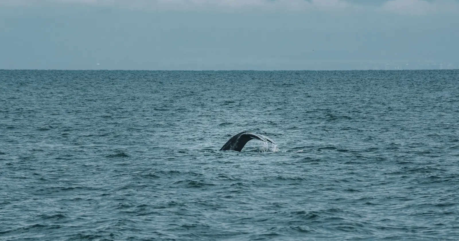 Best whale watching