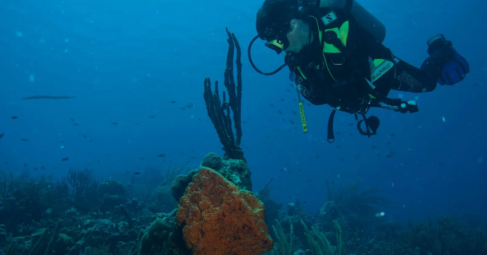 Bonaire, Diving