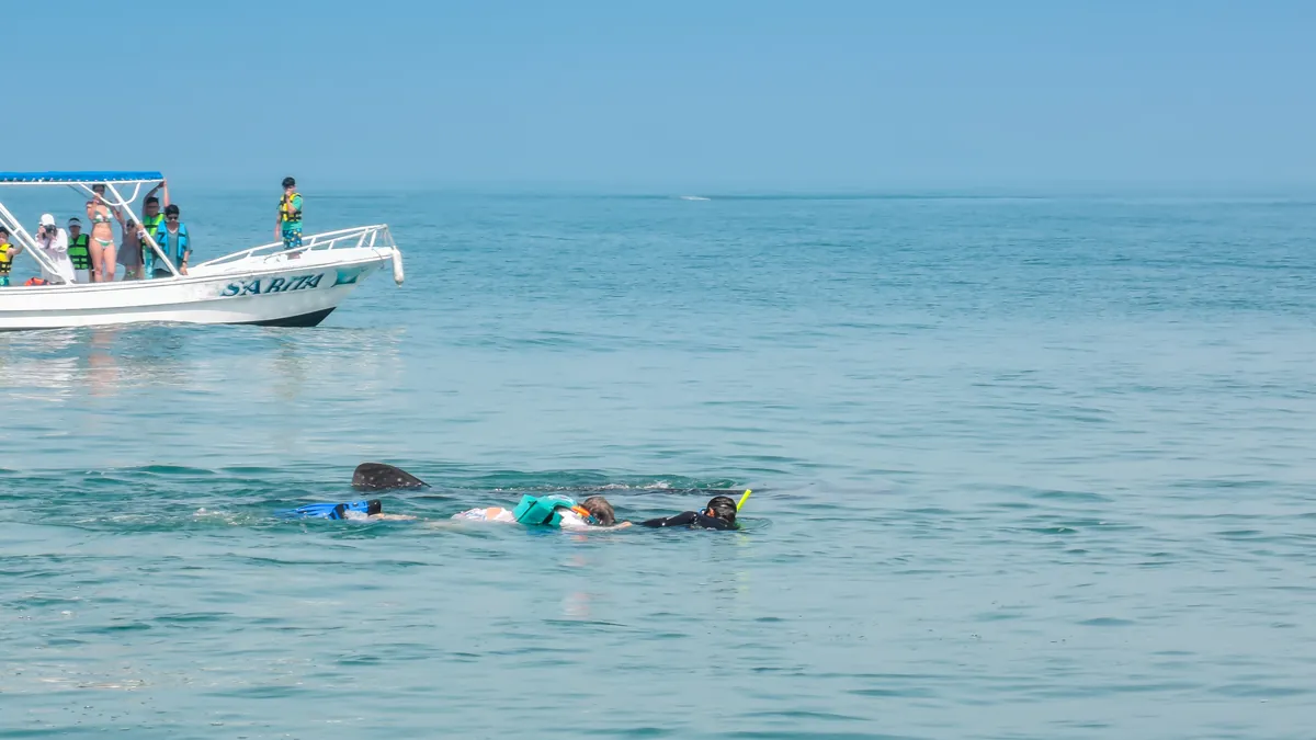 Snorkelers at the surface beside a whale shark off Holbox, in the whale shark zone that Cancun and Isla Mujeres boats also work