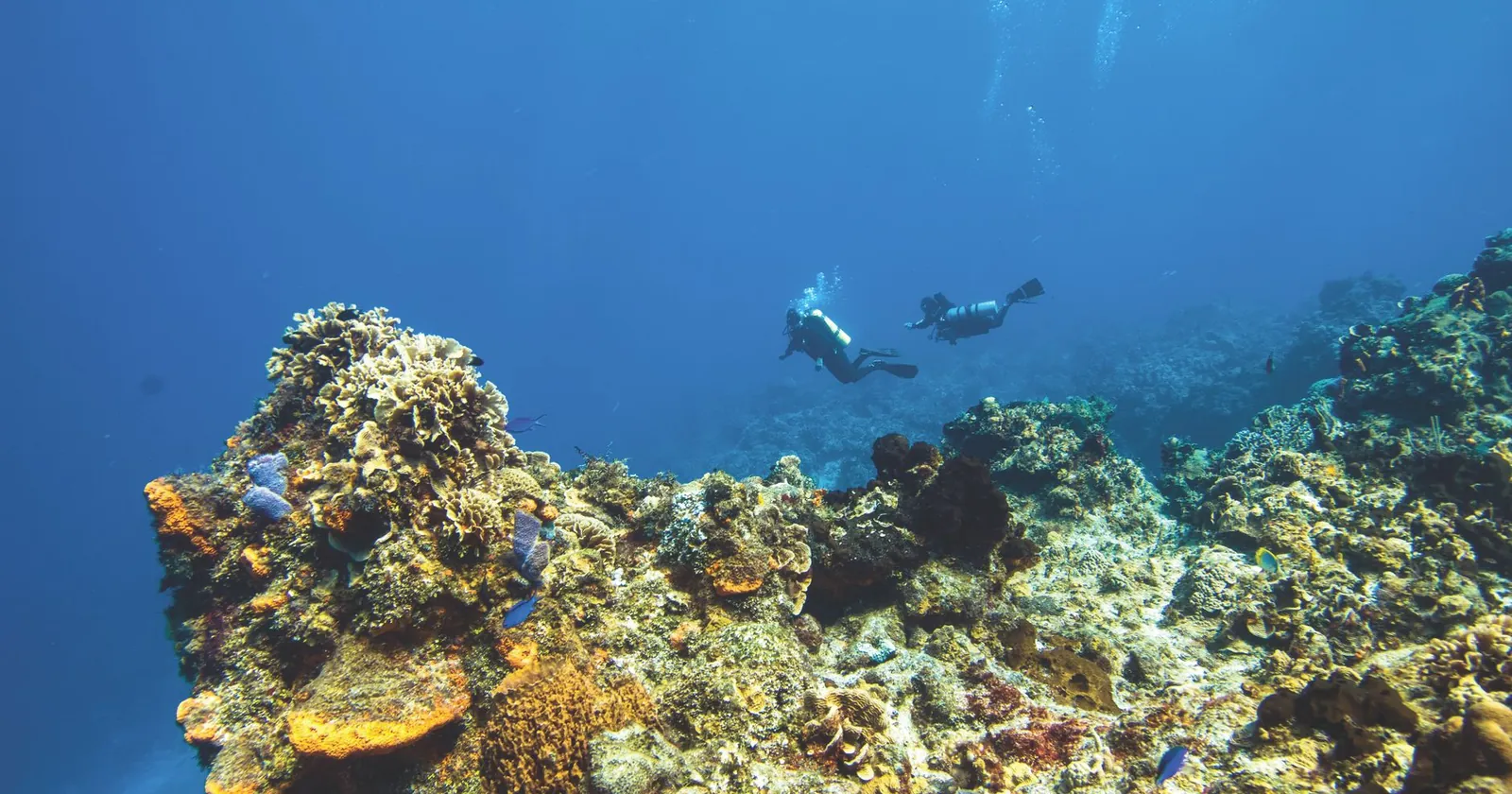 Sunlit coral reef teeming with fish, the kind of wall divers drift in Cozumel