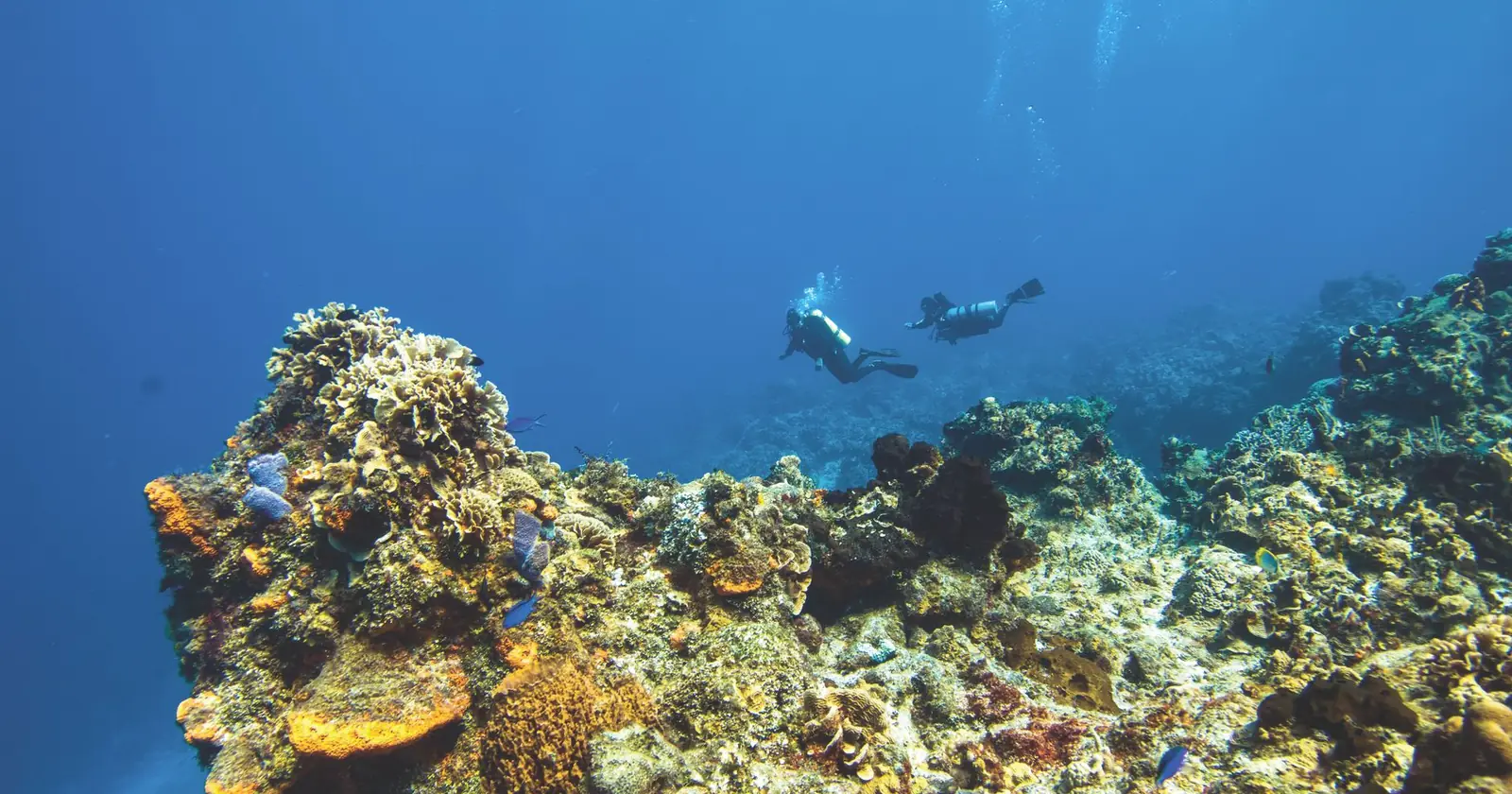 Cozumel vs Bonaire