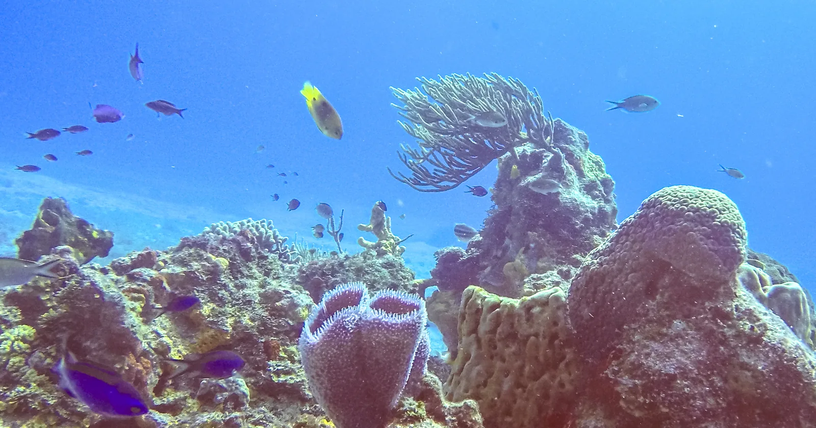 Reef in the Arrecifes de Cozumel National Park, Mexico
