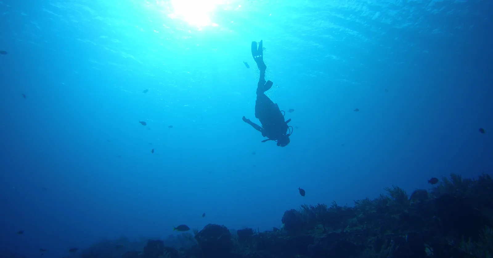 Scuba diver descending over the reef at Palancar Gardens off Cozumel, a drift dive site in the national park
