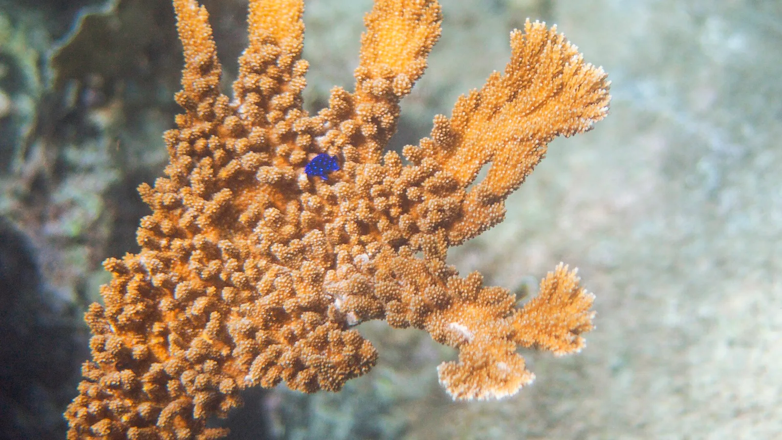 Elkhorn coral and a yellowtail damselfish on a reef off Curacao