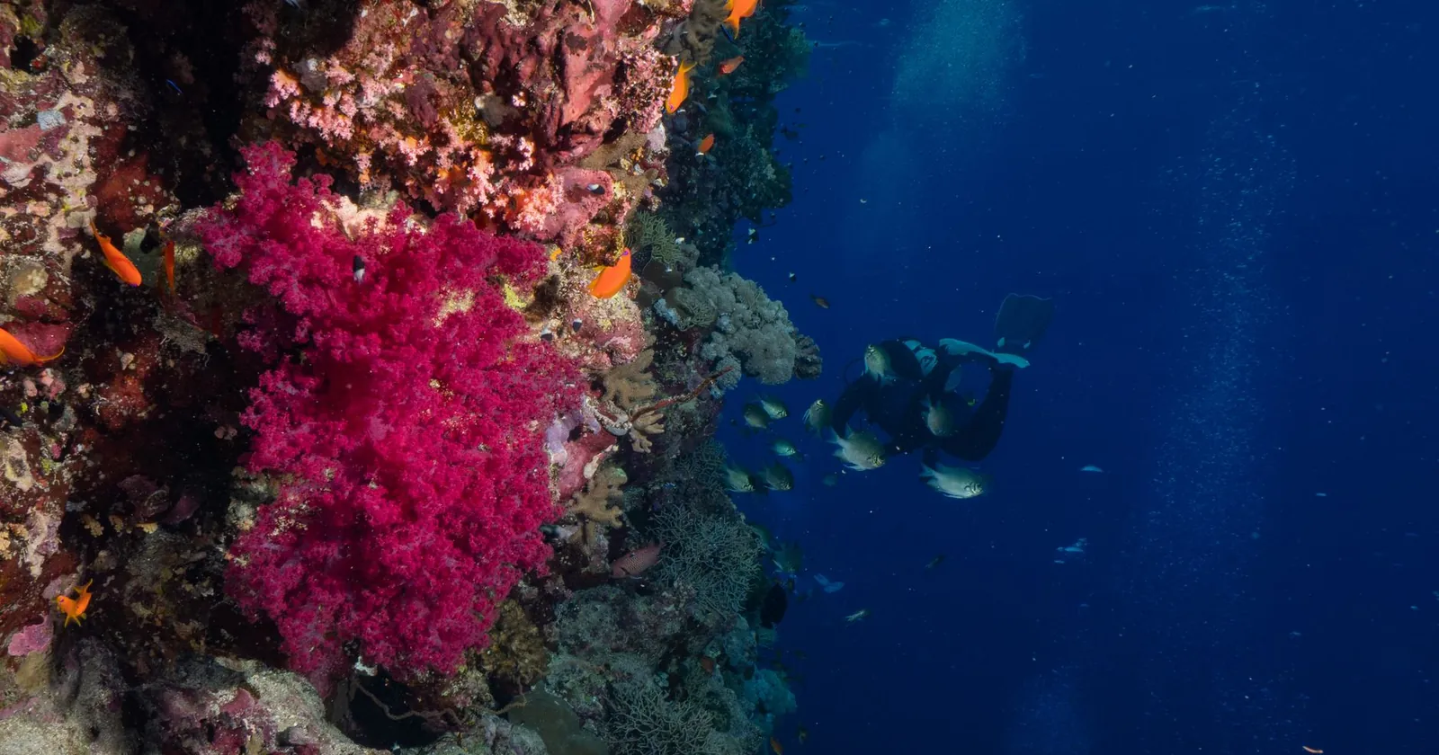 Deep blue water, the kind of site Dahab is known for