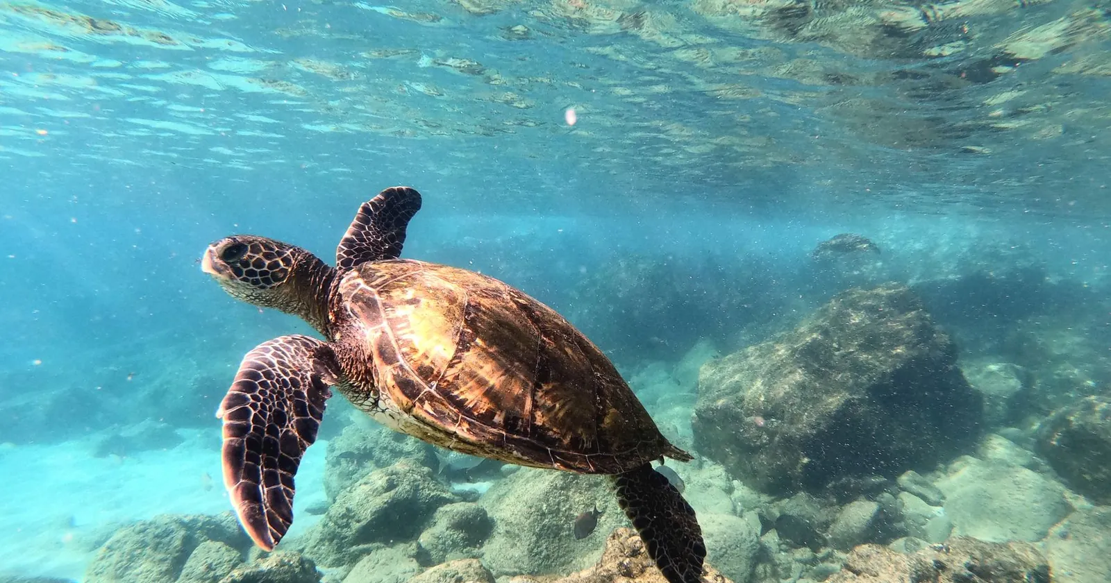 Green sea turtle gliding over a reef, diving the Gili Islands