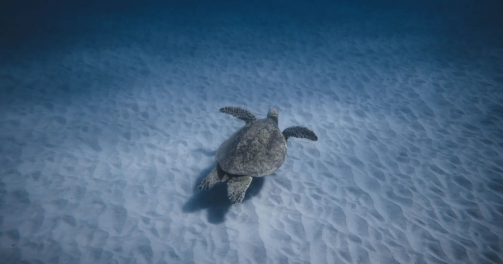 Sea turtle swimming, snorkelling the Gili Islands