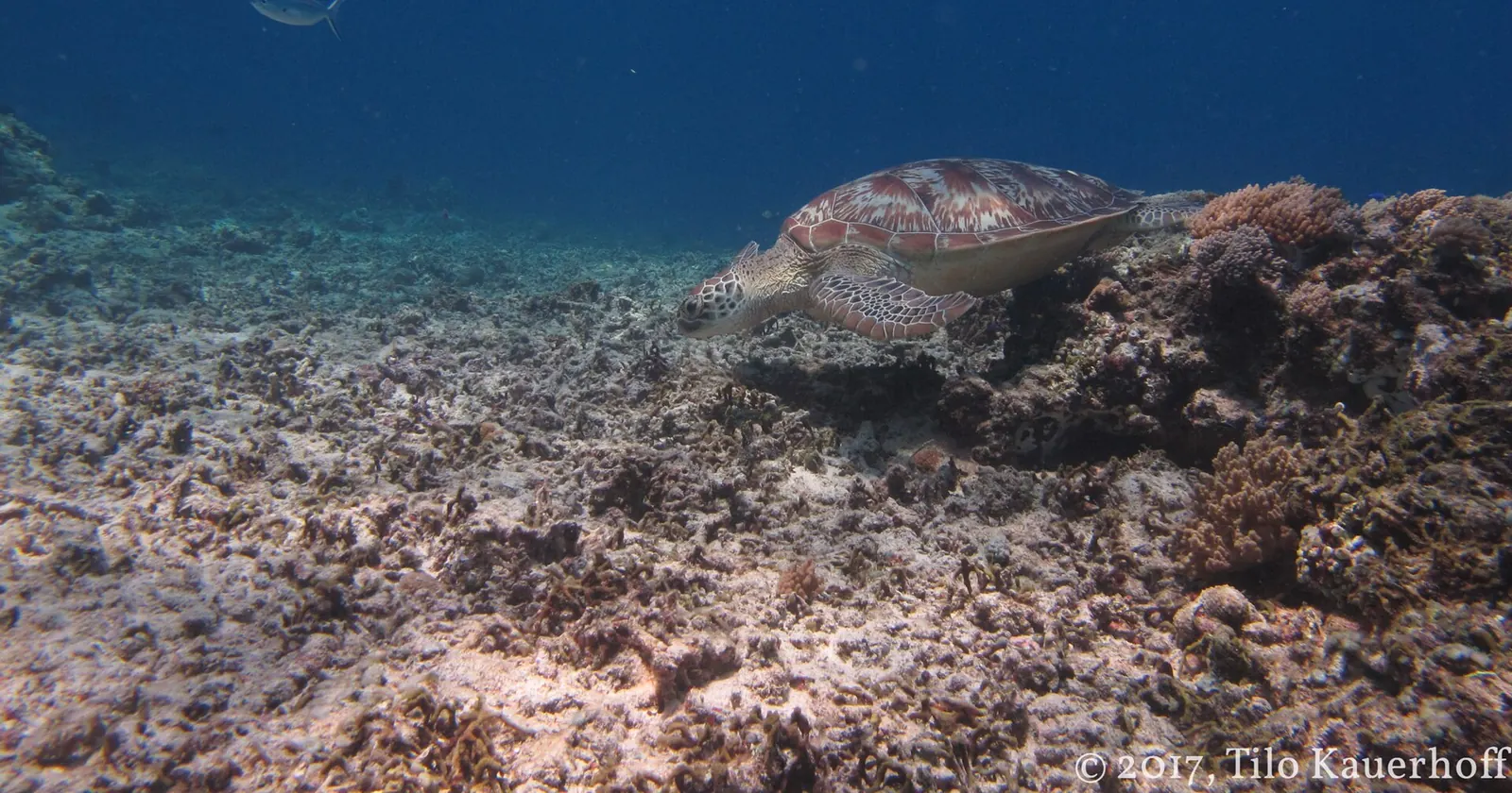 A green sea turtle swimming low over a rubble reef slope during Gili Trawangan diving