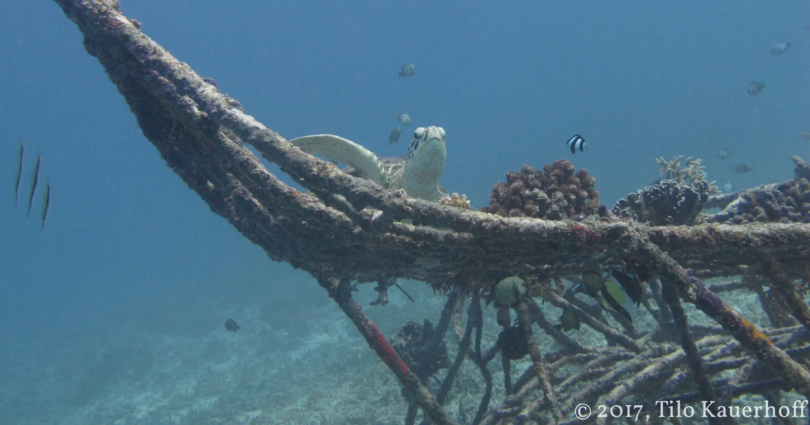 A green turtle resting on a Biorock reef structure during Gili Trawangan diving, with small reef fish around the steel frame