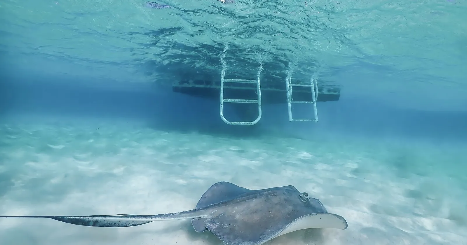 A southern stingray gliding over white sand beneath the ladders of a tour boat at Stingray City in Grand Cayman's North Sound, the best-known stop of Grand Cayman diving
