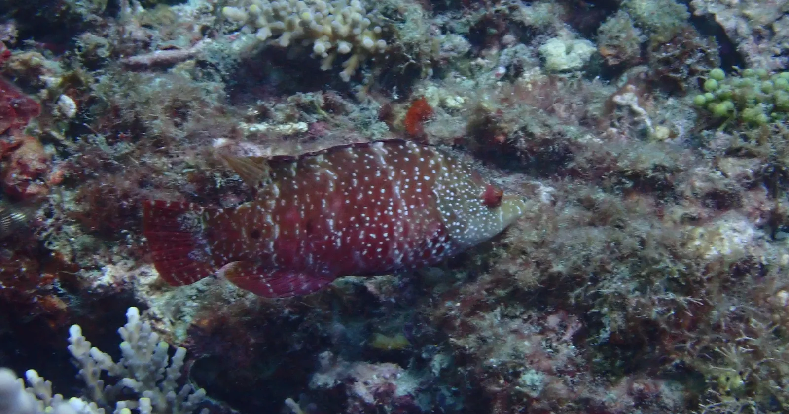 A red, white-spotted snooty wrasse swimming over algae-covered reef in the soft coral area beside the Houbihu outlet, a Kenting diving site