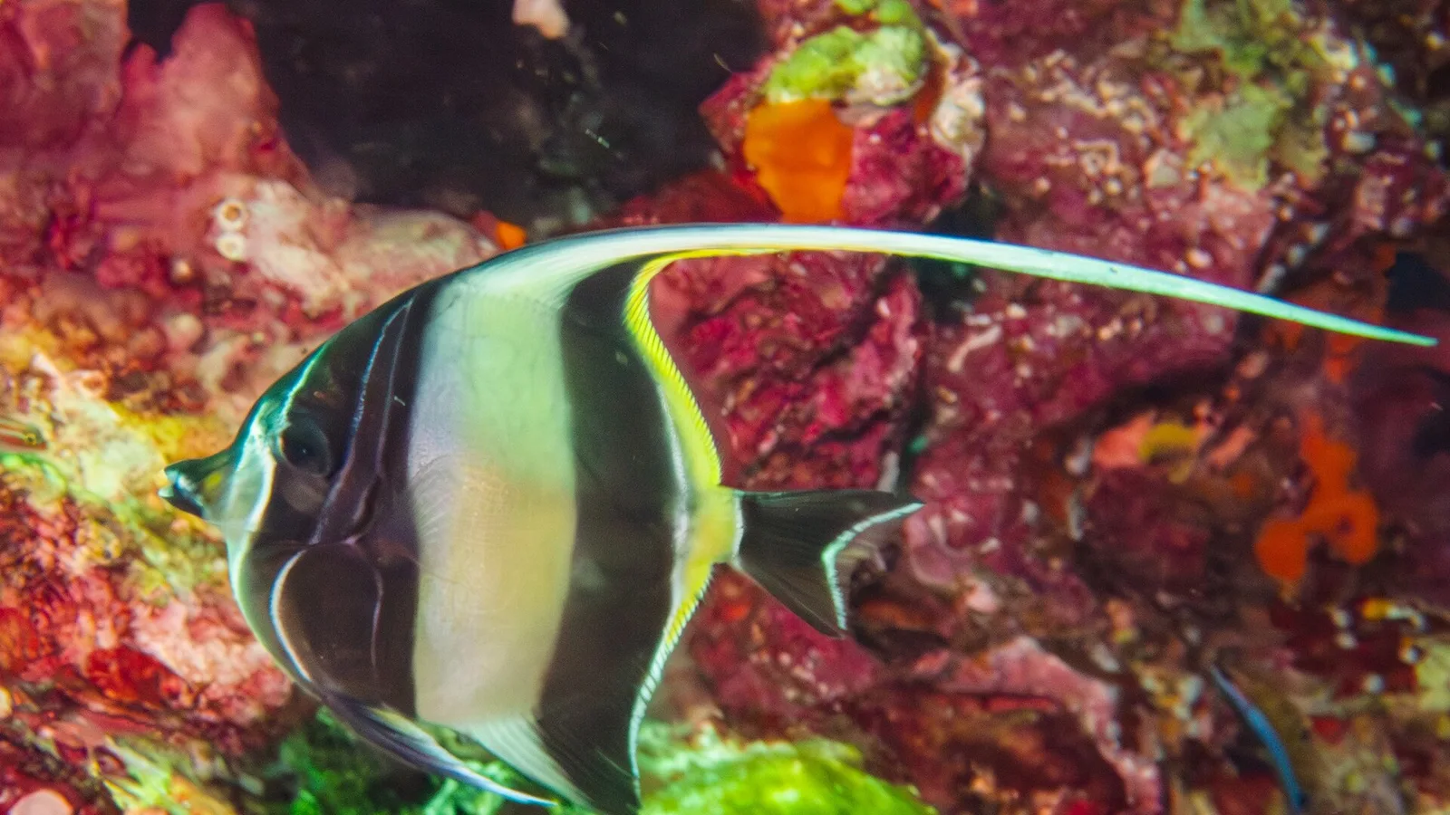 A Moorish idol over red reef at Hin Daeng, a dive site off Koh Lanta, Thailand