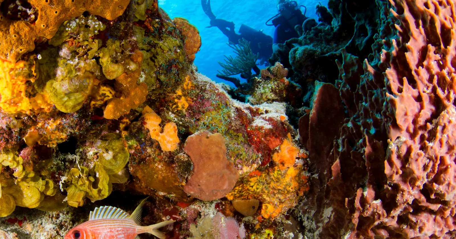 Tropical reef with a school of fish, diving in Koh Tao, Thailand