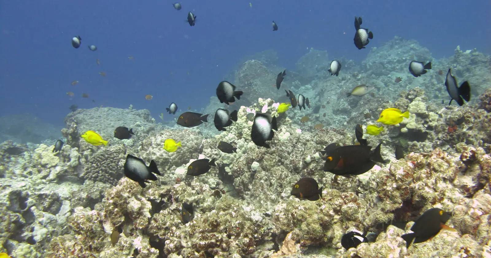 A Hawaiian reef with yellow tangs and surgeonfish on the Kona coast of Hawai'i Island