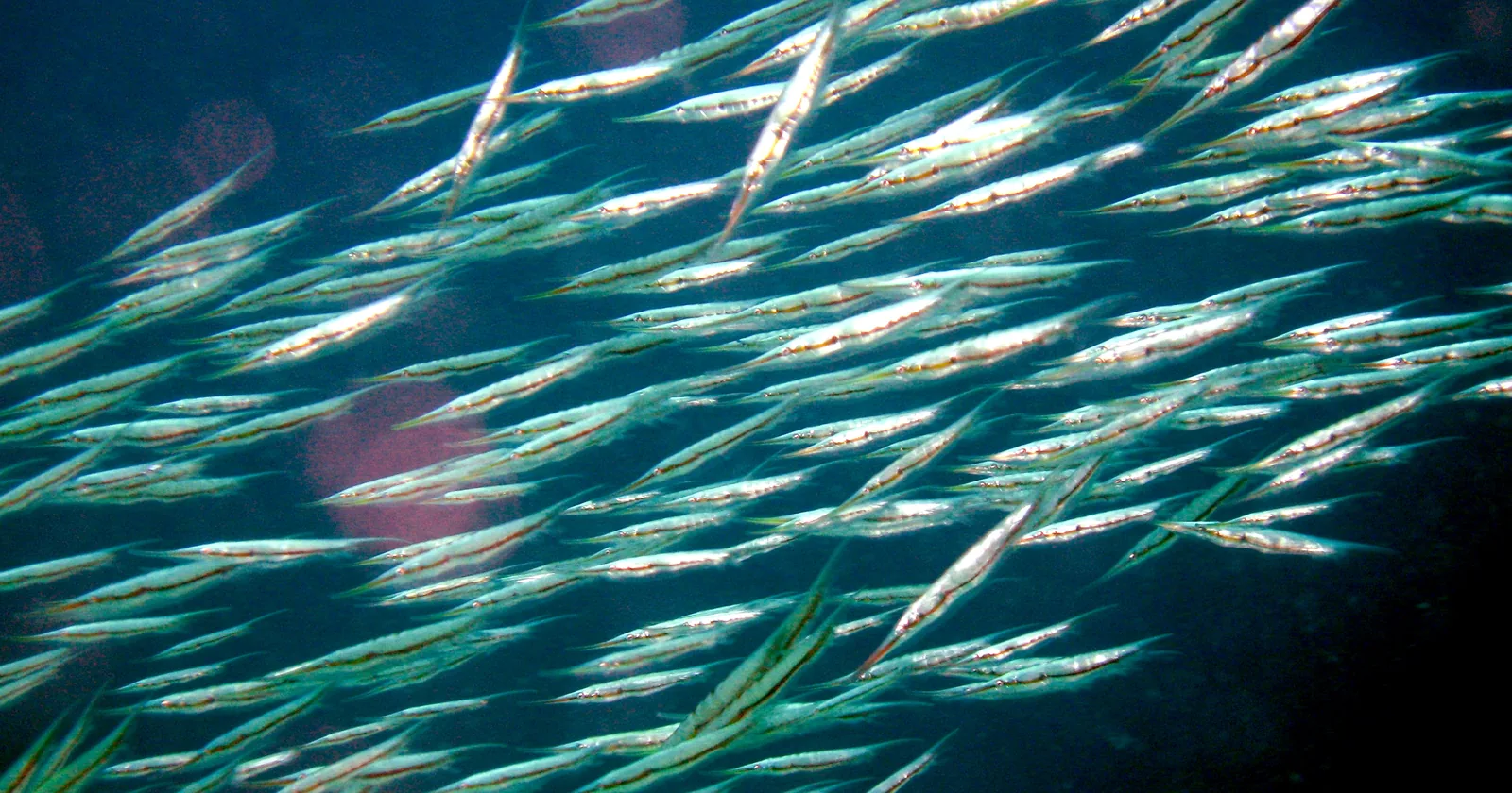A dense school of shrimpfish hanging head-down in blue water over a reef at Mactan, Cebu