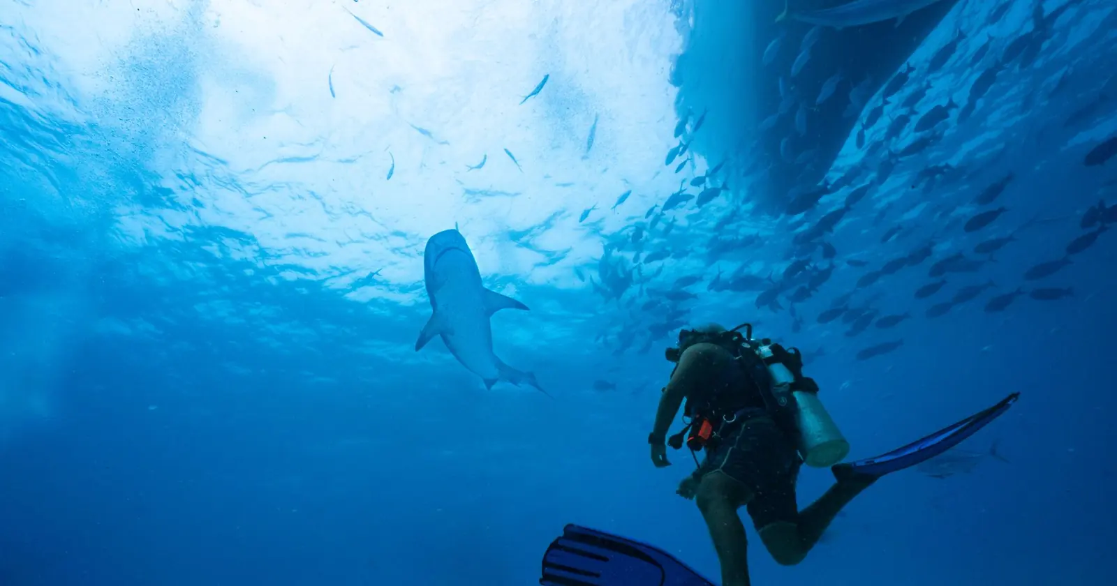 Malapascua, Diving