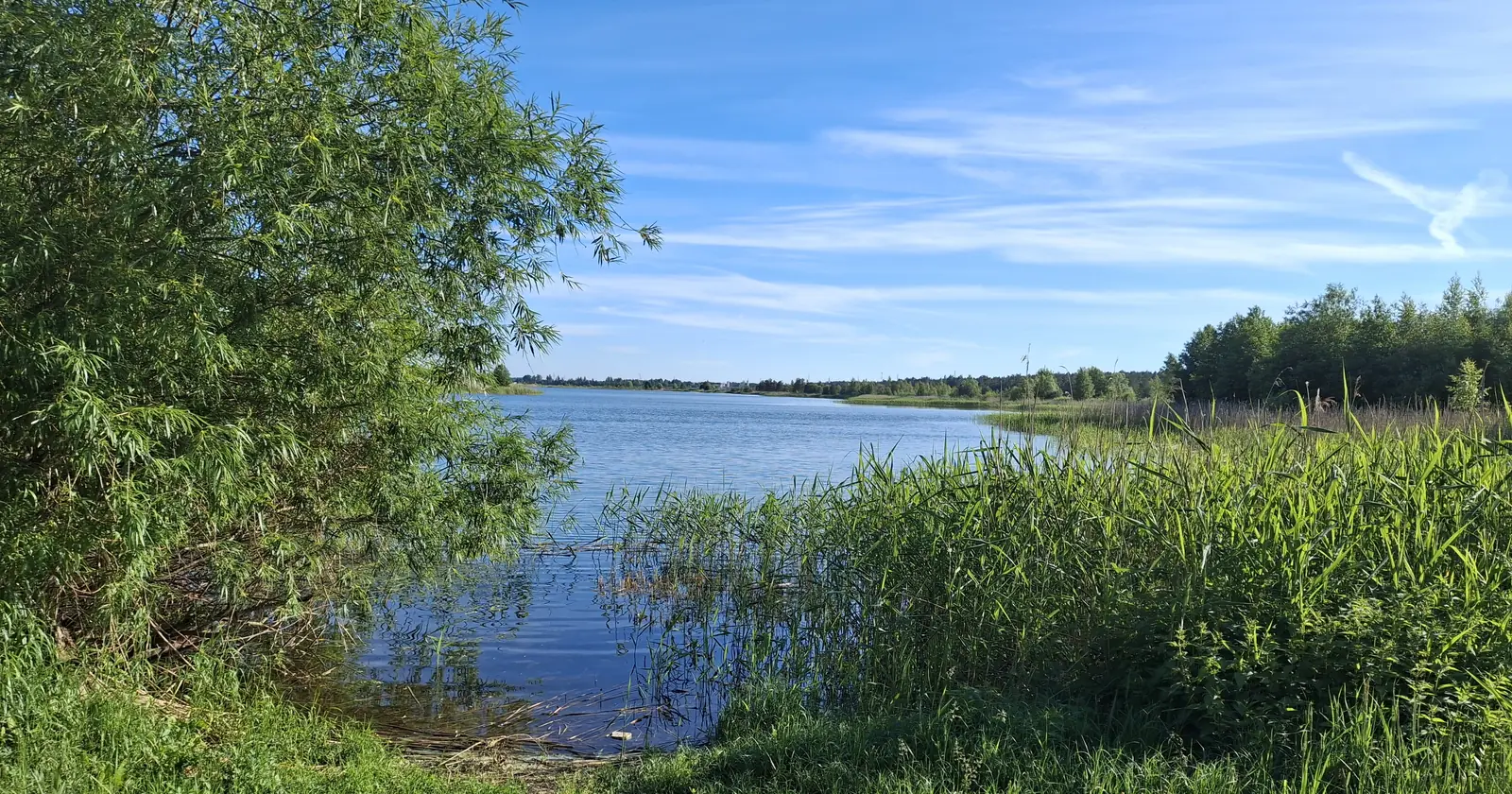 The reed-fringed shore of Maenniku jaerv near Tallinn on a summer evening, with sand at the waterline and pine forest on the far bank