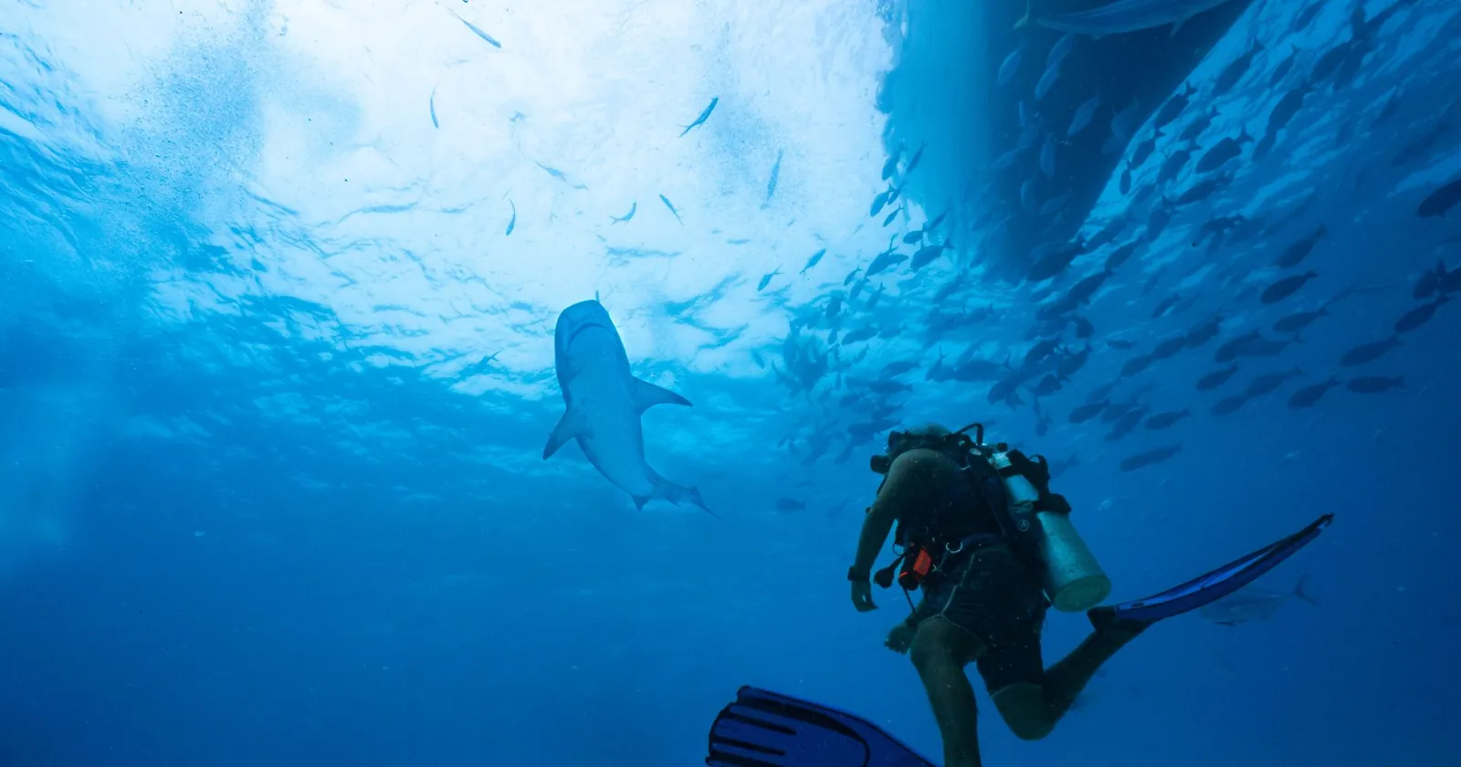 Diver observing a reef from a respectful distance