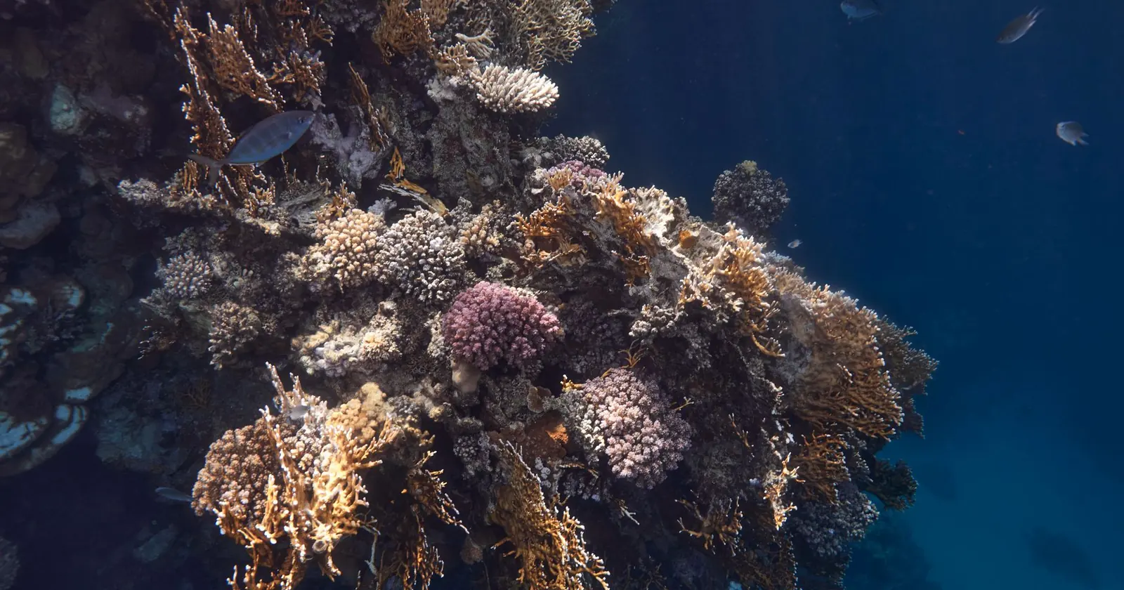 Marsa Alam, Diving