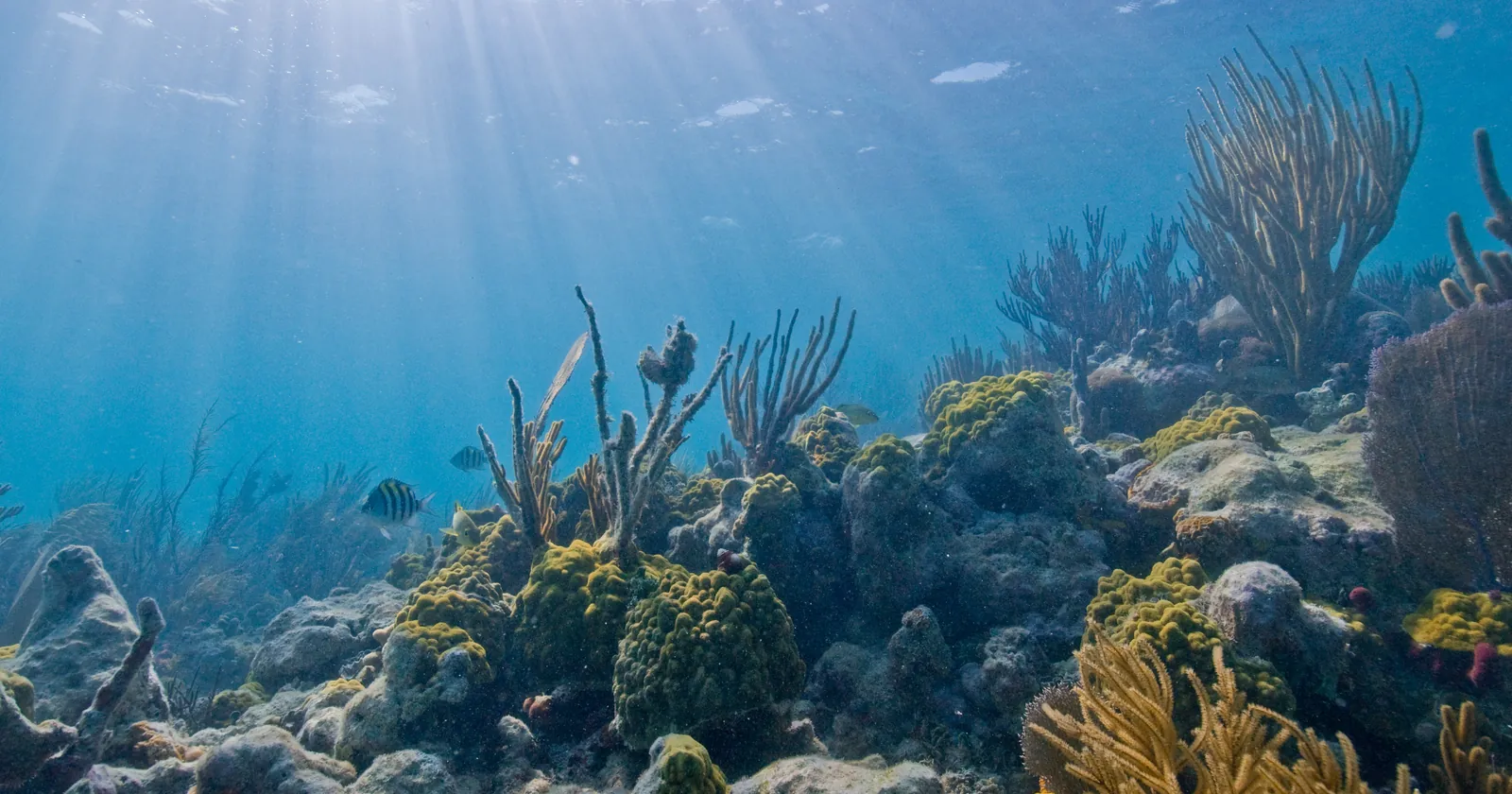 Sunlight on a shallow coral reef with sea rods and striped reef fish in Biscayne National Park, the federal park where most Miami diving happens