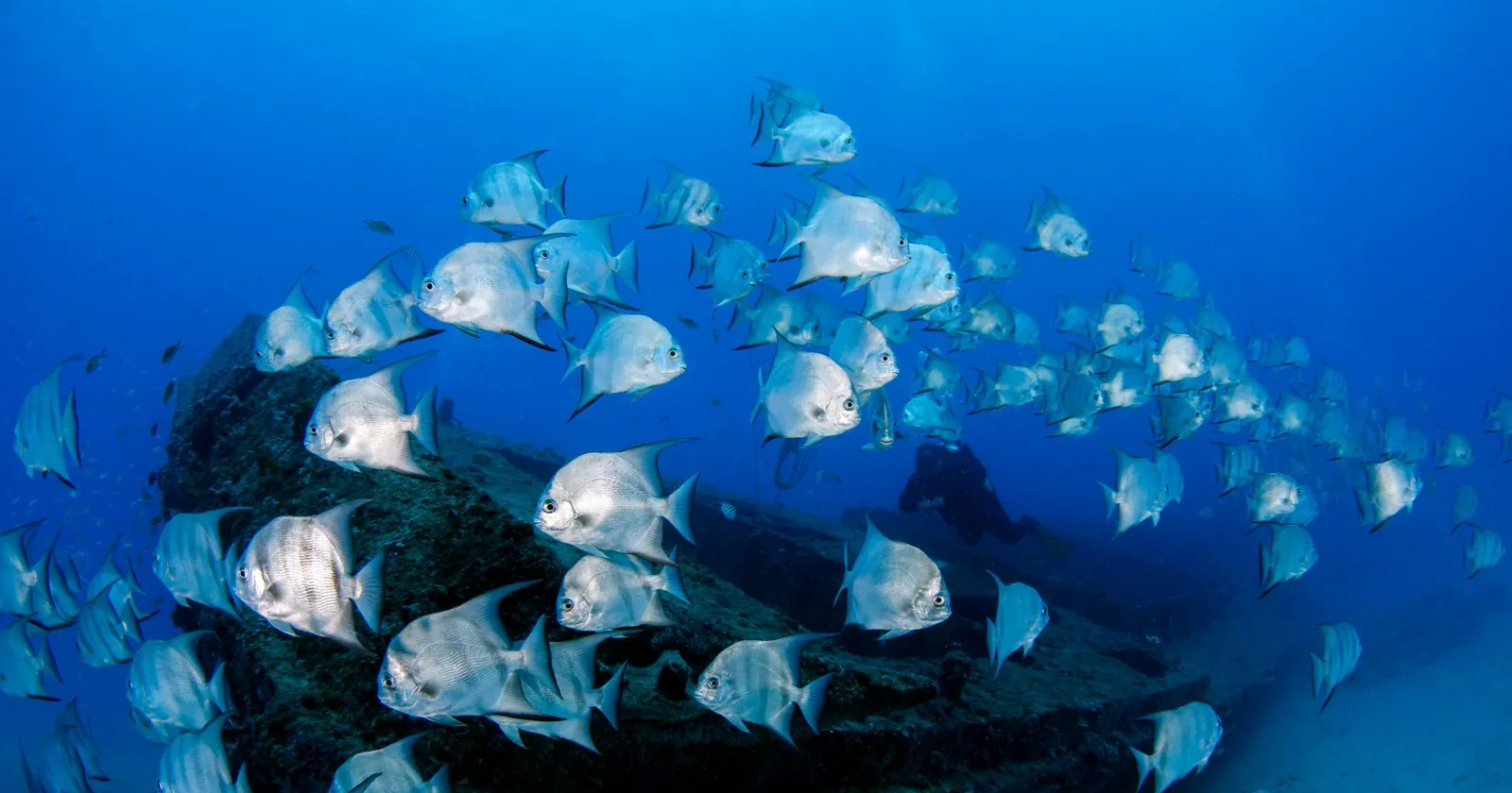 Scuba diver beside a huge school of fish on a reef wall, diving in Moalboal