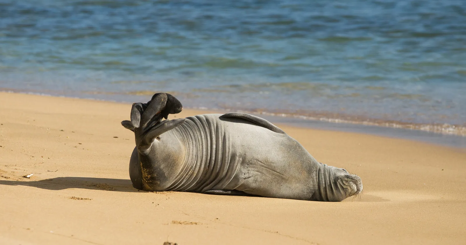 Hawaiian monk seal resting on the sand at Kaimana Beach in Honolulu, one of the protected animals Oahu diving and snorkeling share the shore with
