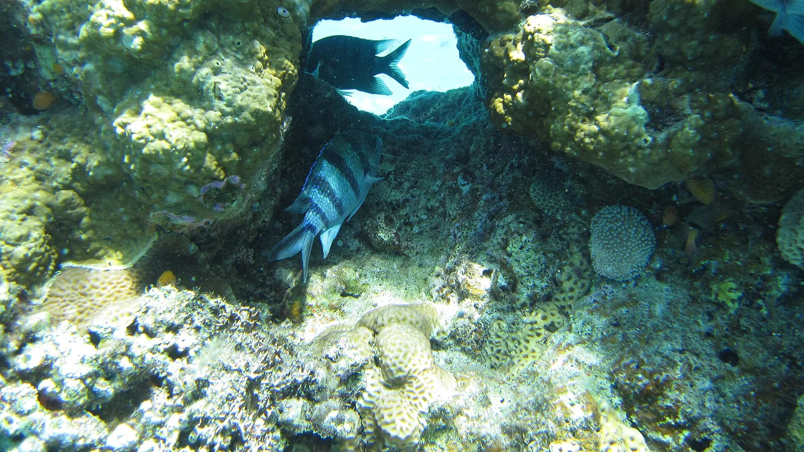 Damselfish and sergeant major over hard coral on a reef near Aka Island, Kerama, Okinawa