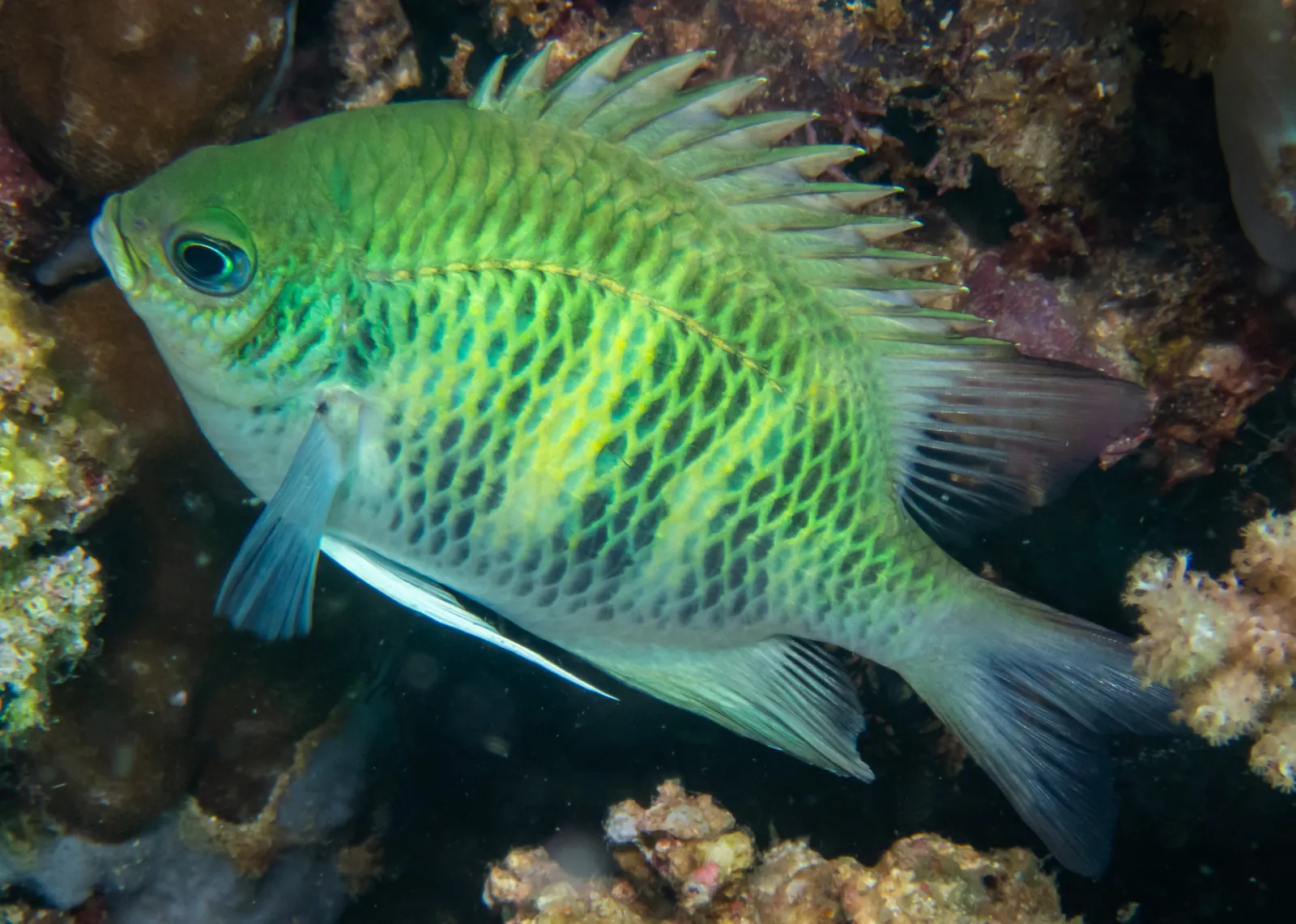 A pale green staghorn damselfish over encrusted reef on Napoleon Reef, a site for Pemuteran diving