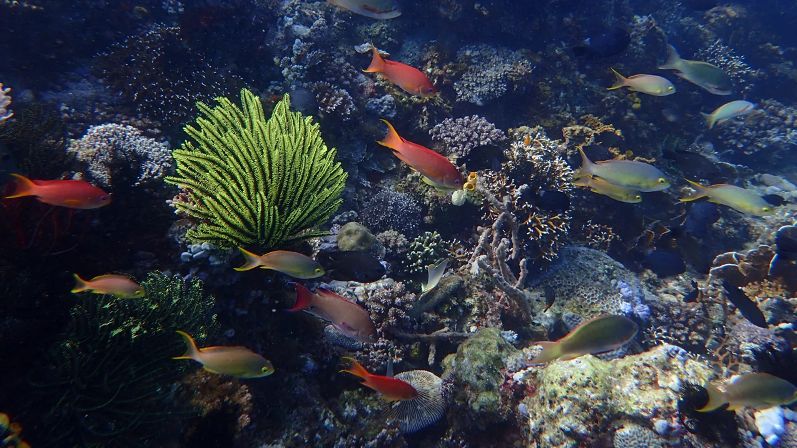 Reef fish and a crinoid over hard coral on a Puerto Galera dive site