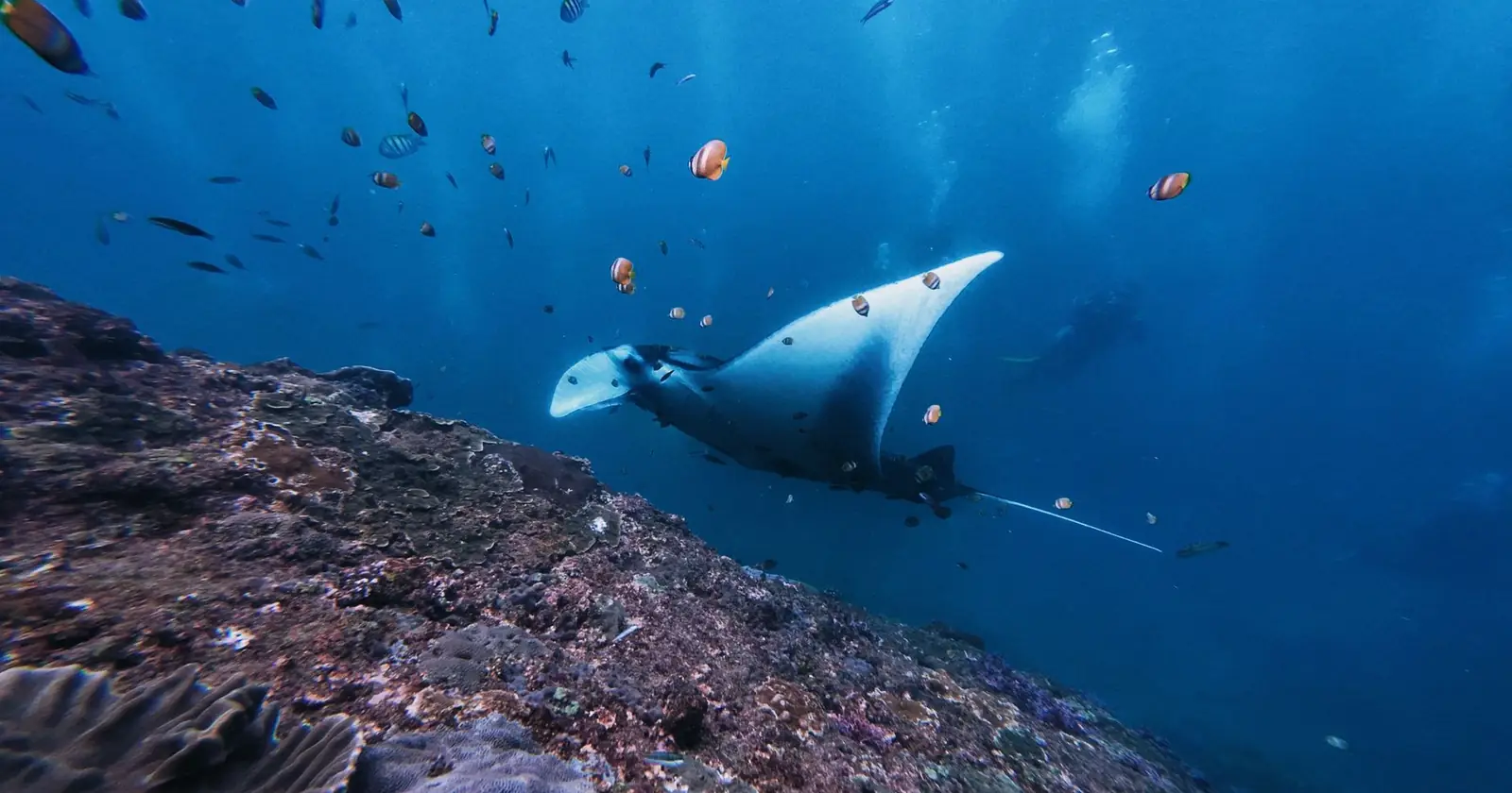 Raja Ampat vs Komodo