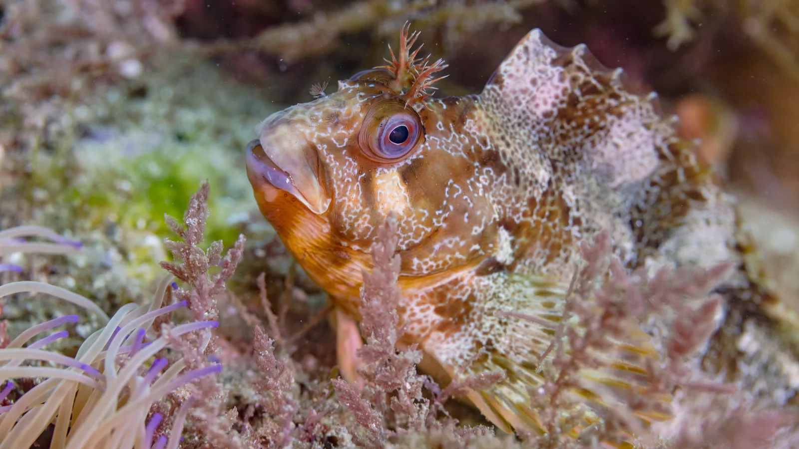A tompot blenny among red algae and an anemone in the Arrábida natural park, Portugal