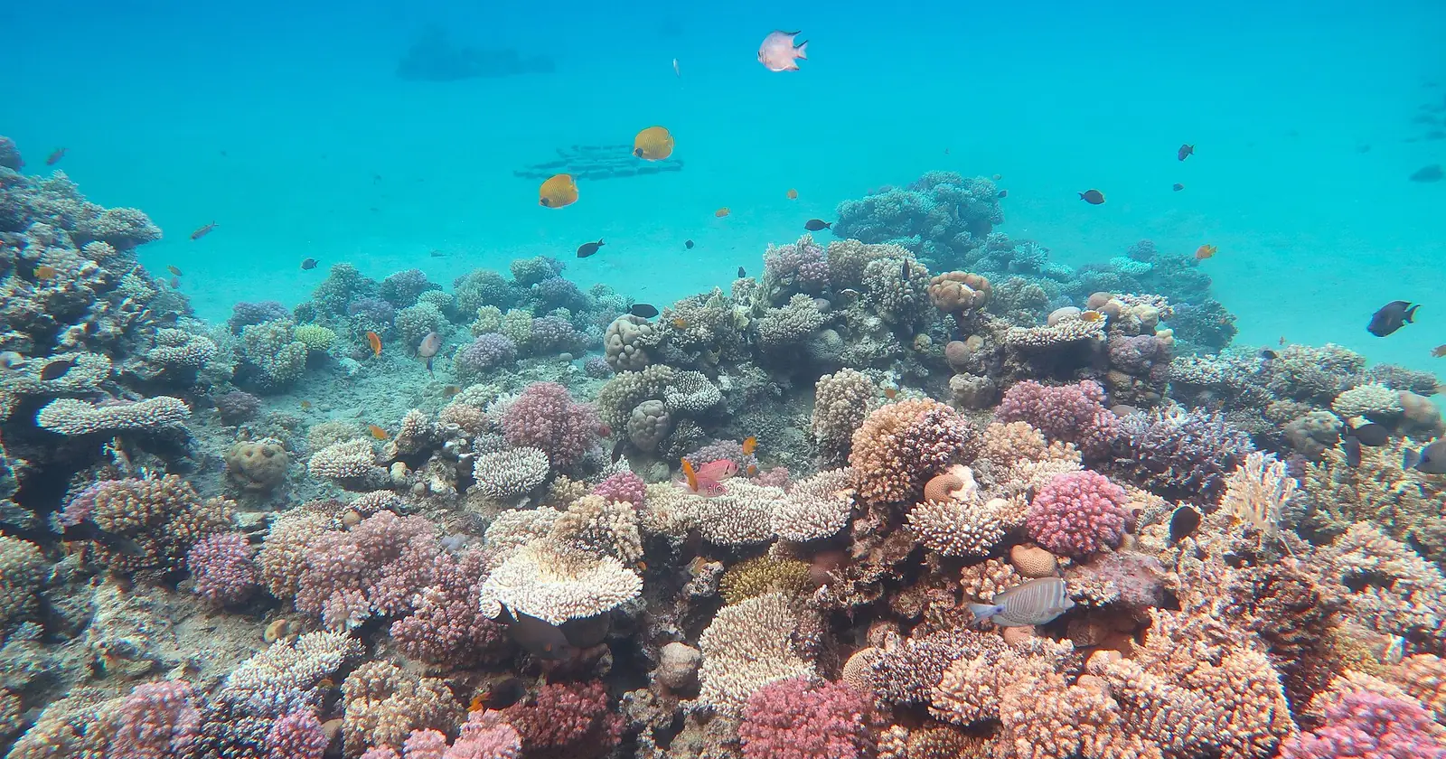 A dense hard-coral reef in Naama Bay off Sharm El-Sheikh, with reef fish over pink and white coral colonies in clear blue water