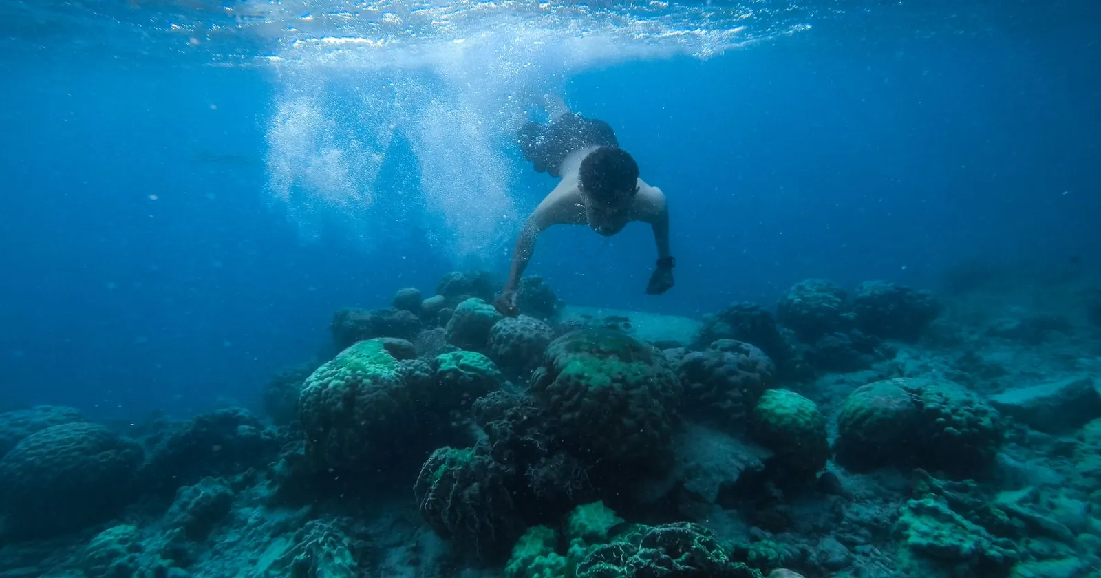 School of fish in clear blue water, a snorkelling scene