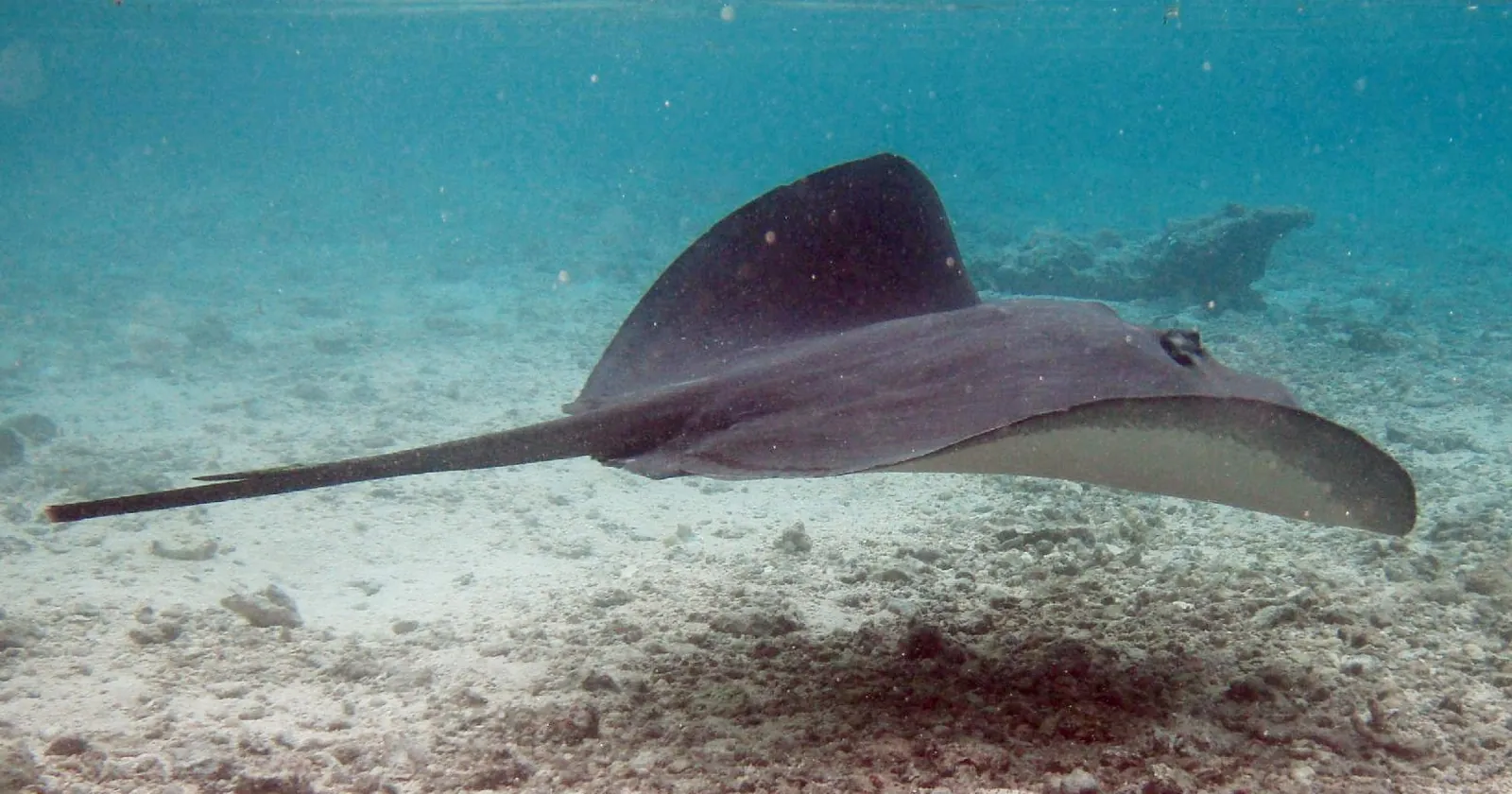 A pink whipray gliding over sand and coral rubble off Tahiti, a ray not covered by the shark protection that applies to Tahiti diving