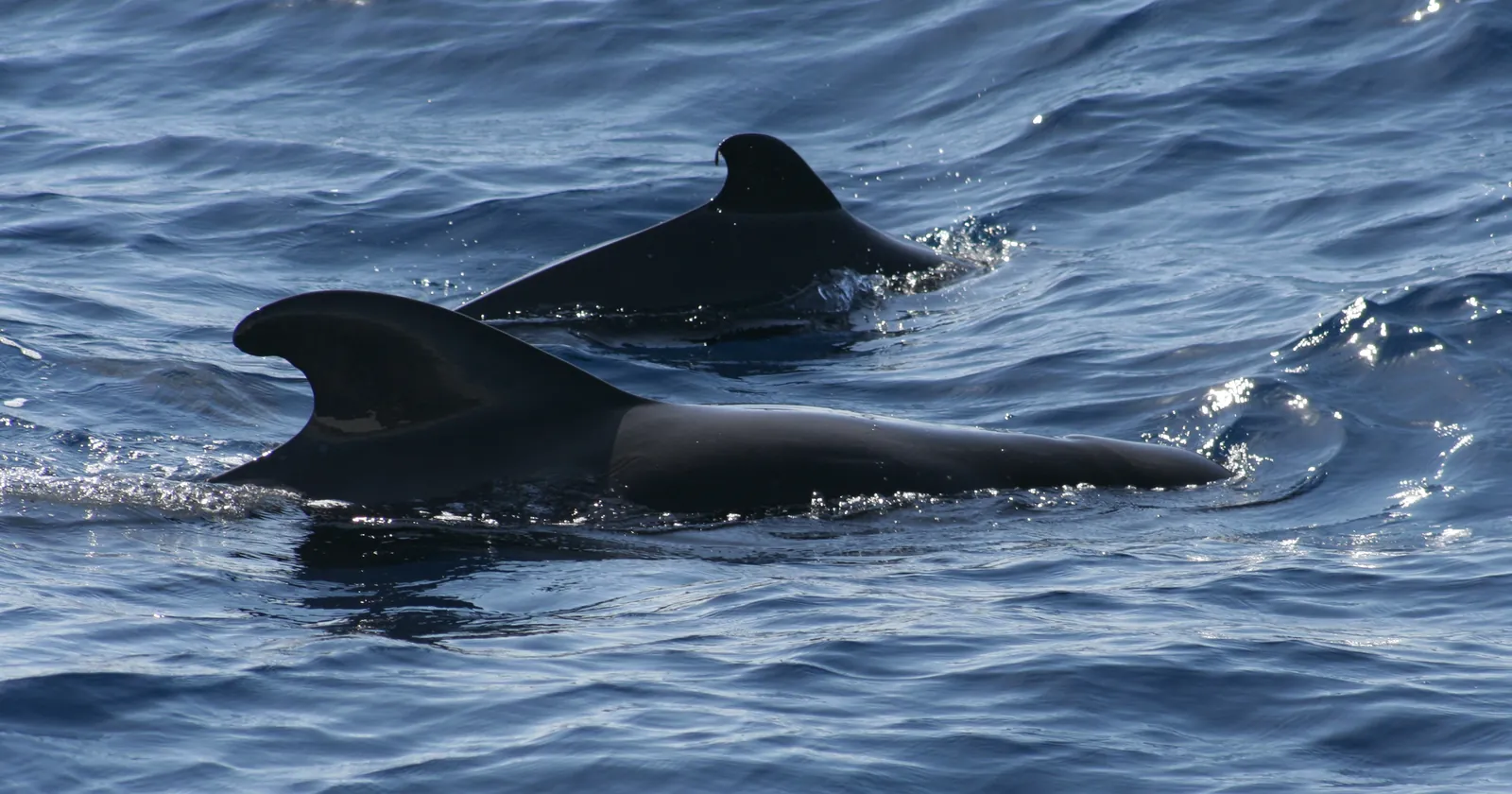 Two short-finned pilot whales surfacing between Tenerife and La Gomera, the resident population that sets the distance rules for Tenerife diving