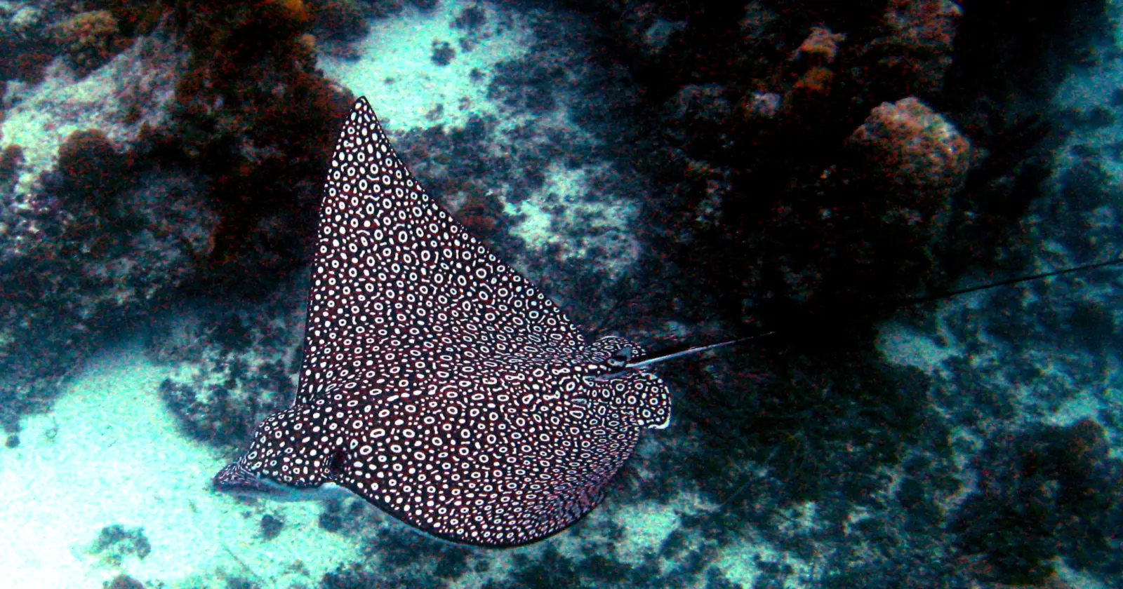 A spotted eagle ray gliding over coral heads and sand at Coral Gardens in Princess Alexandra National Park, a Turks and Caicos diving and snorkeling site off Providenciales