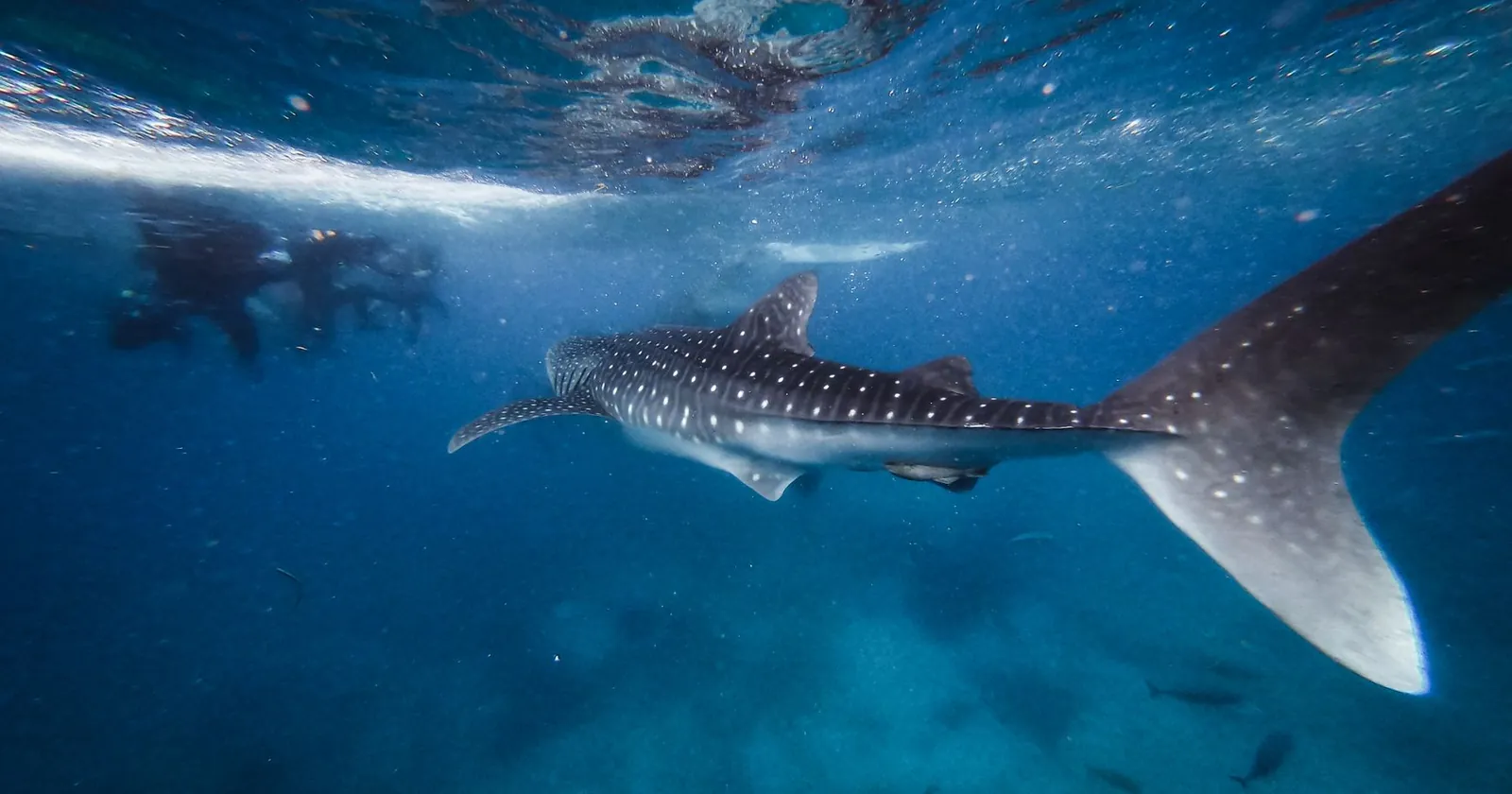 Freediver descending beside a sunlit coral reef wall, diving in Utila