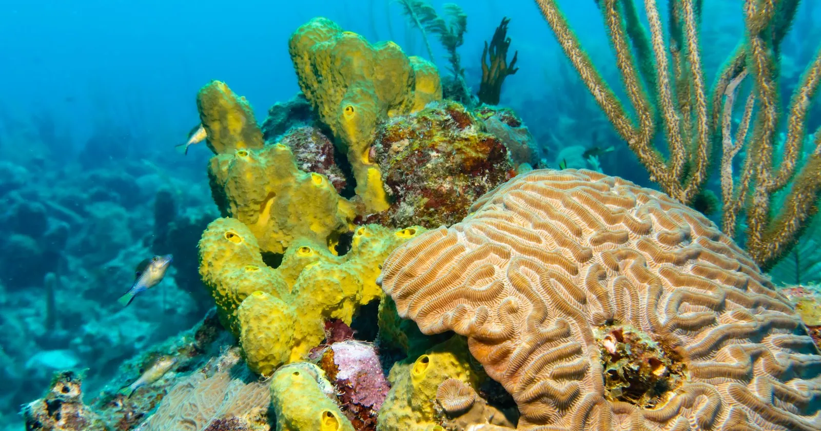 Clownfish sheltering in a sea anemone on the reef, Utila marine life