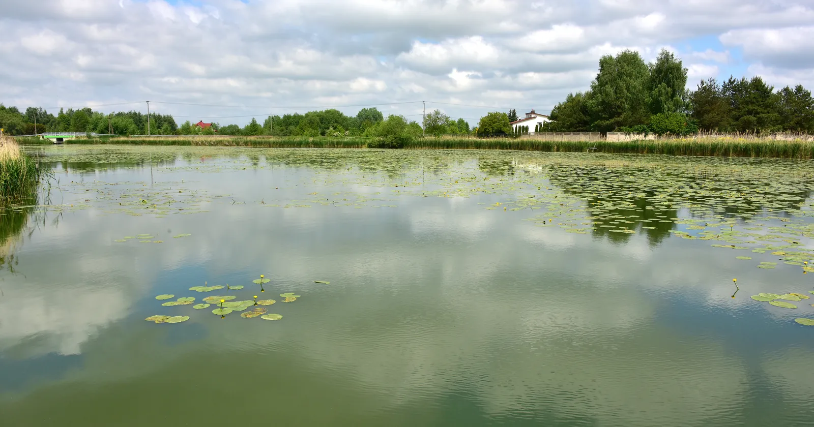 Jezioro Lisowskie south of Warsaw, a still lake with water lilies, reed beds and houses along the far bank