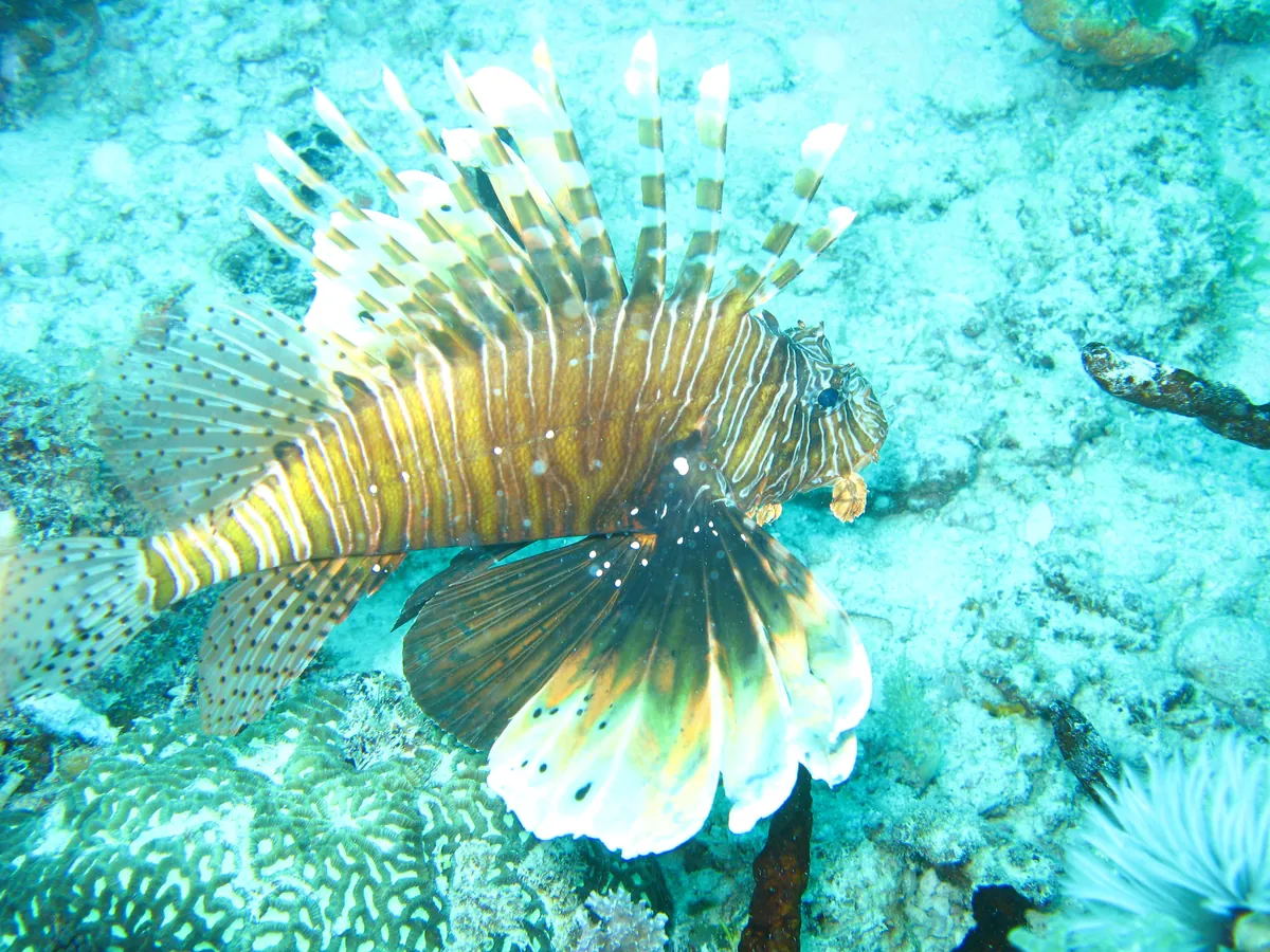 A lionfish hovering over hard coral on a Zanzibar diving trip to Mnemba Atoll