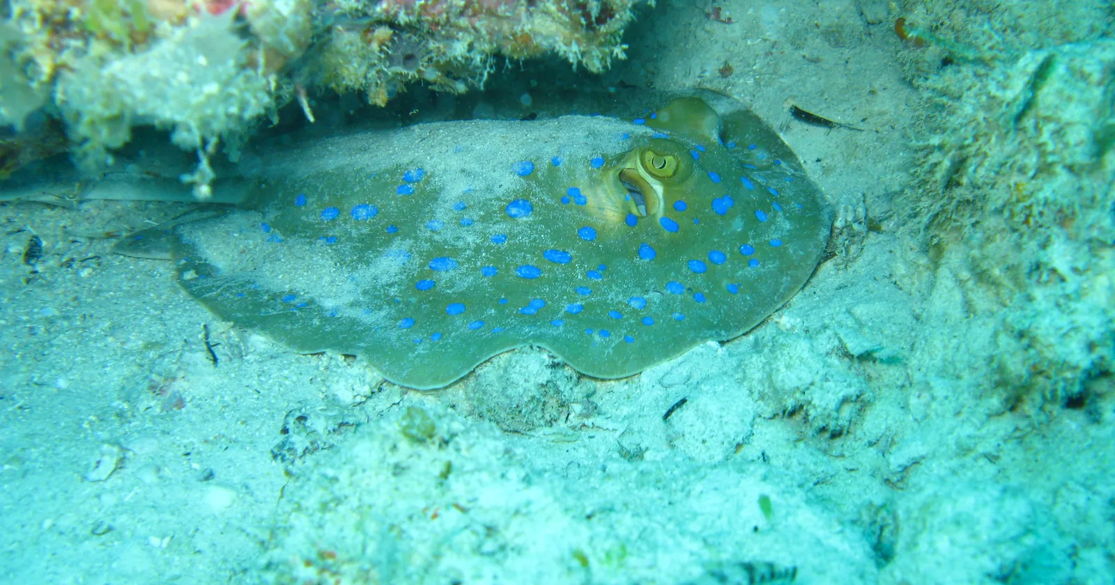 A blue-spotted ribbontail ray resting under a coral ledge at Mnemba Atoll, the reef most Zanzibar diving trips head for